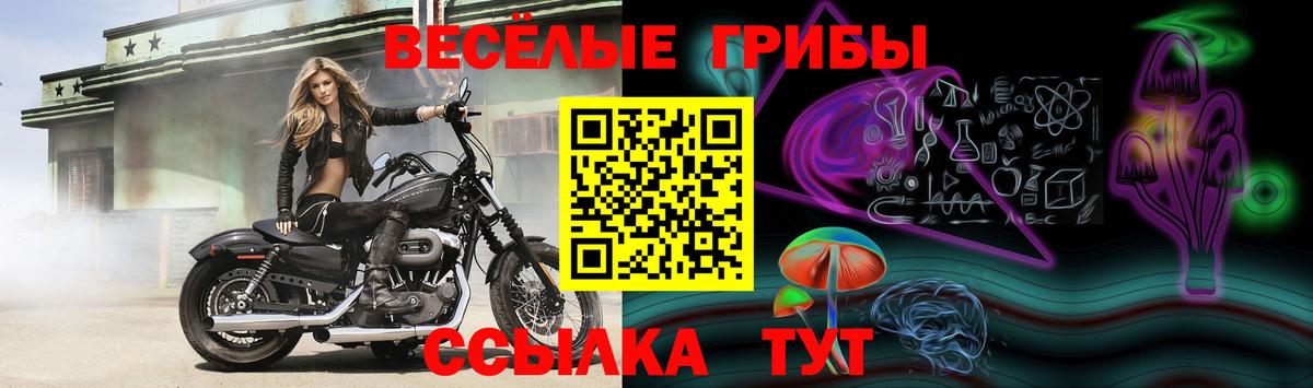 Сочи  Галлюциногенные грибы прущие грибы  Вход с VPN 